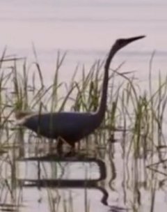 Птица на озере Ханко