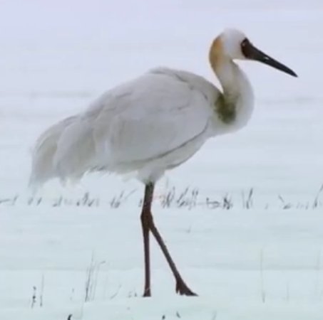 Большая удивительная птица в Якутии на снегу